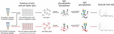 Coronavirus Disease 2019-Related Alterations of Total and Anti-Spike IgG Glycosylation in Relation to Age and Anti-Spike IgG Titer